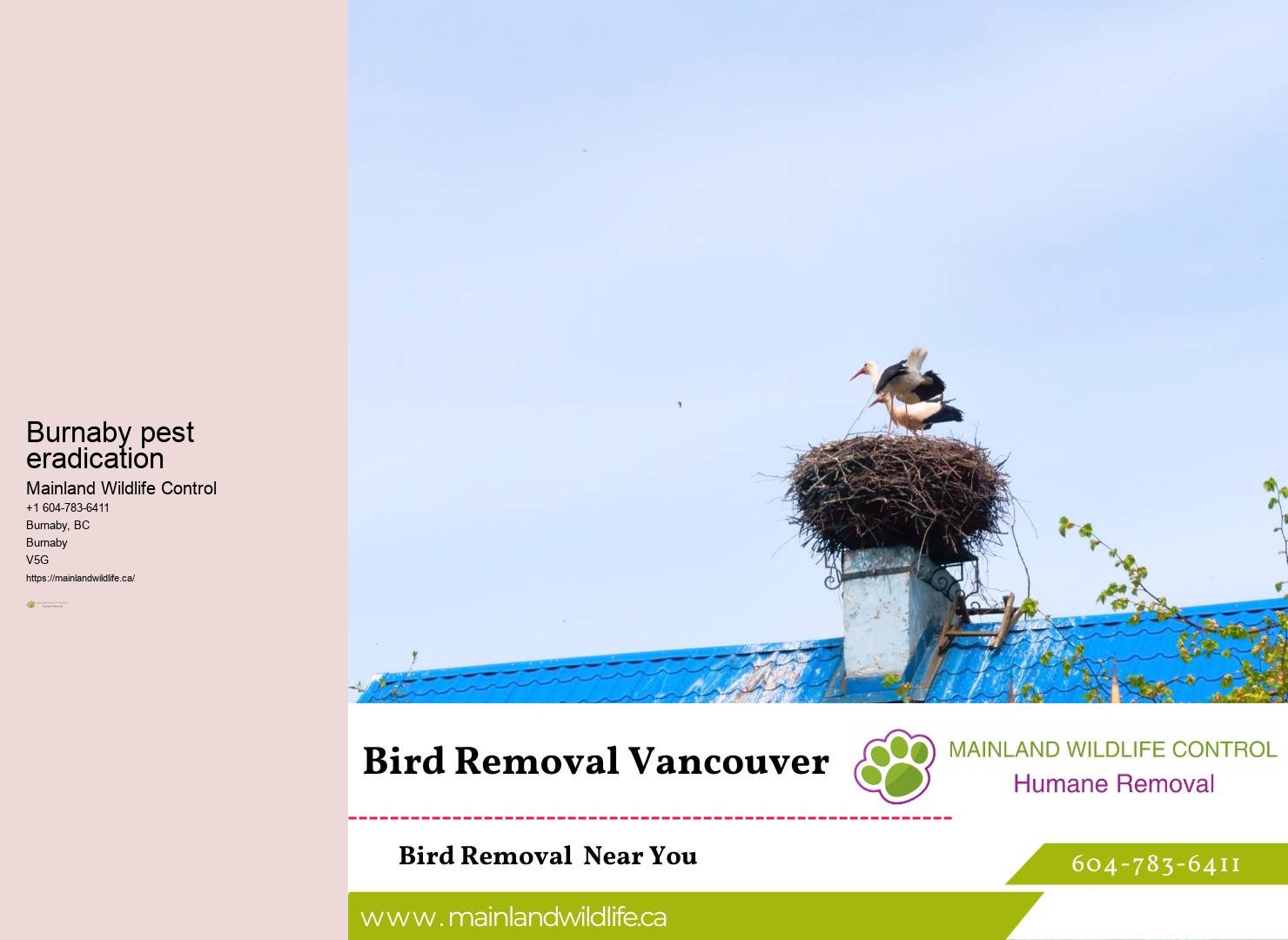 Burnaby pest inspection
