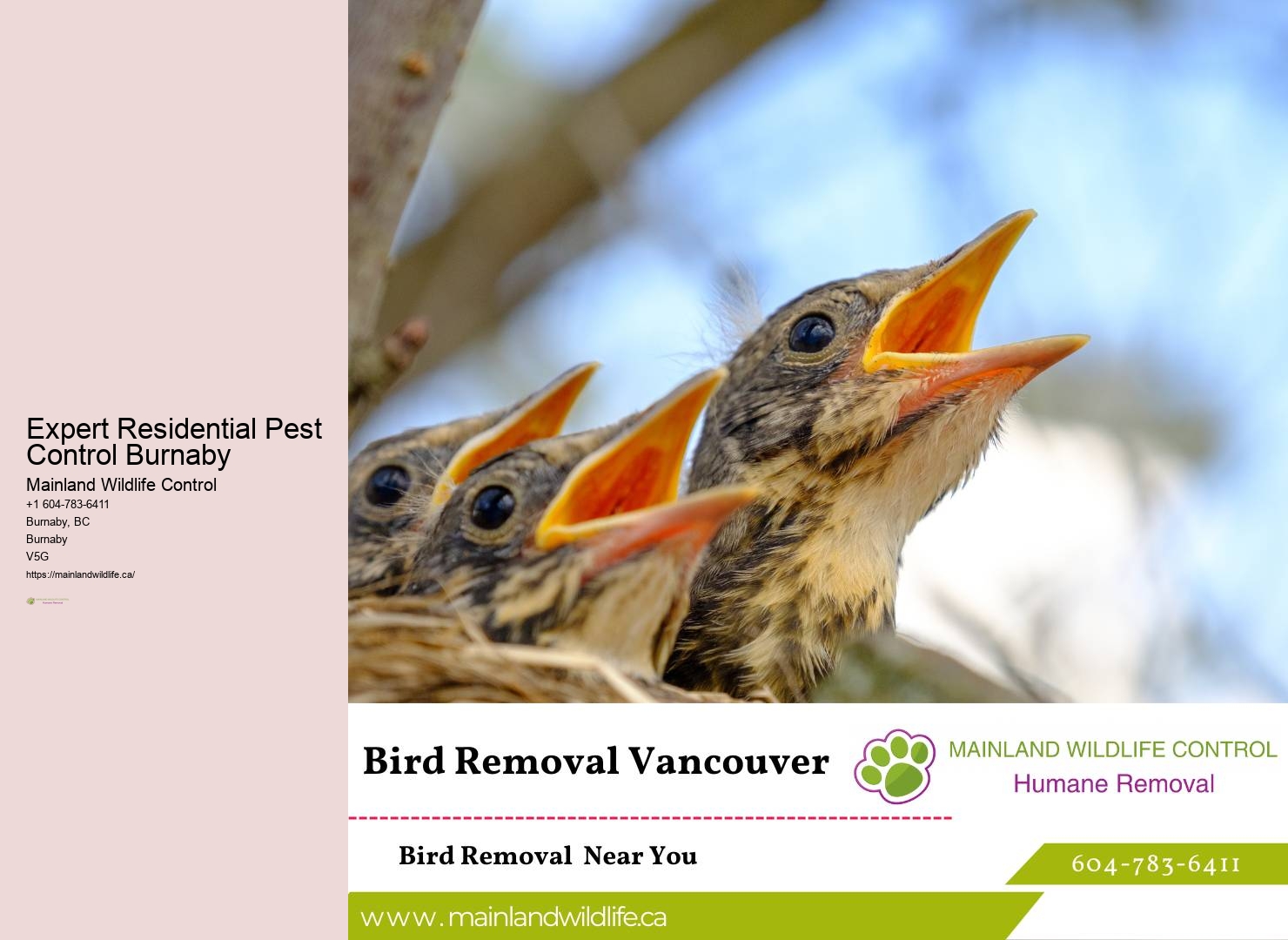 Top-rated Eco-conscious Pest Extermination Burnaby