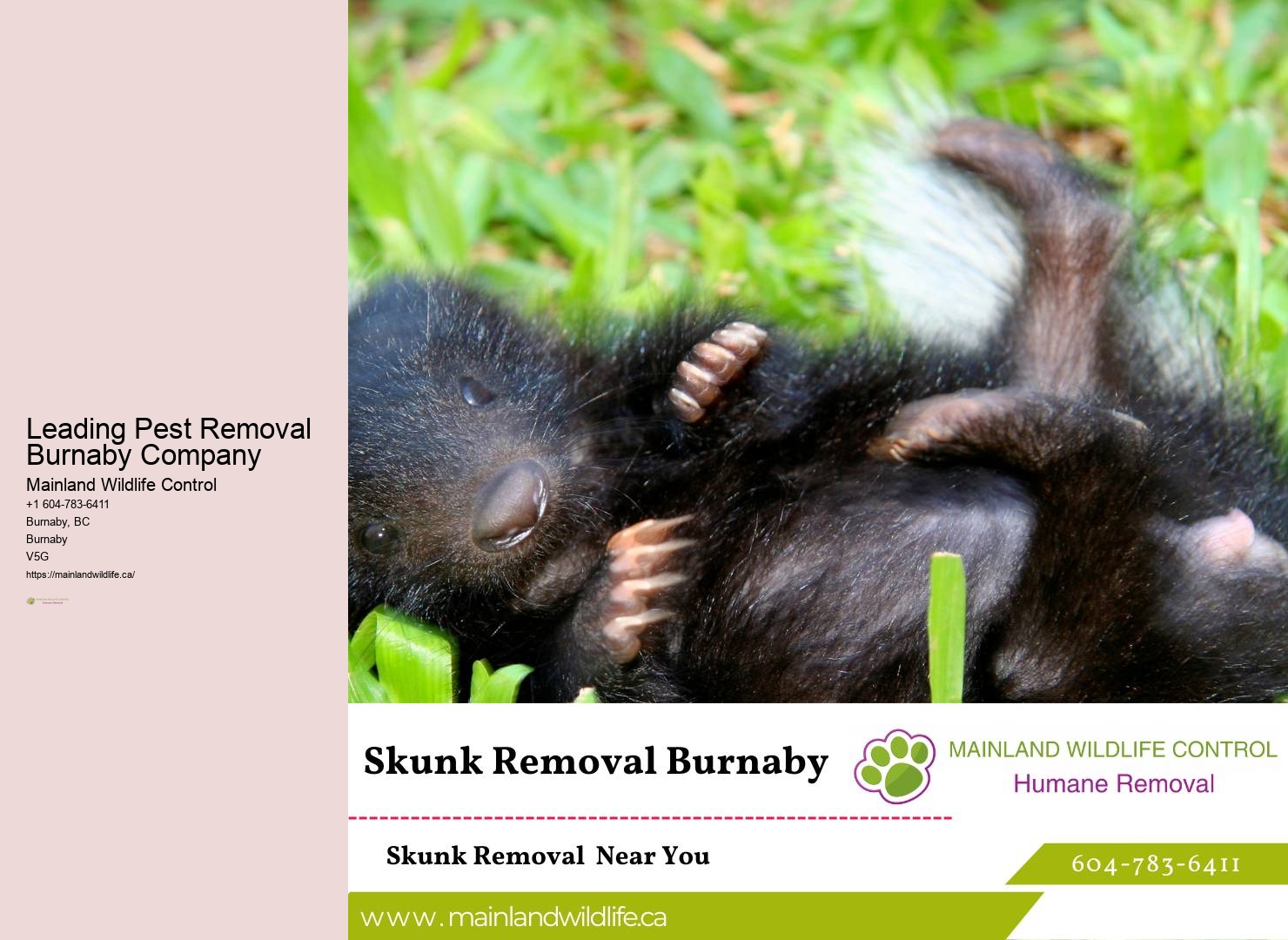 Top-rated Eco-friendly Pest Prevention Burnaby