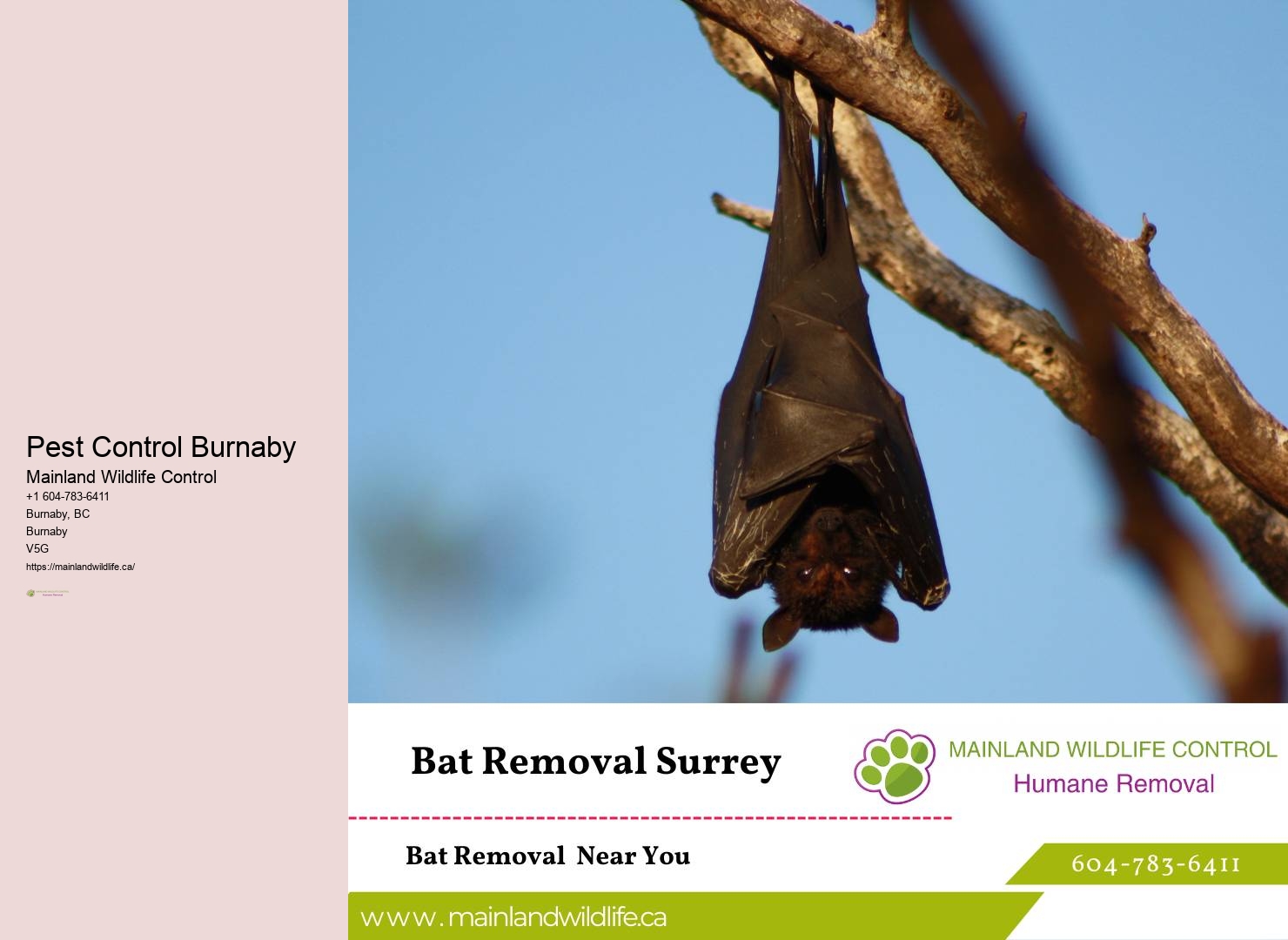 Professional Commercial Pest Control Solutions Burnaby