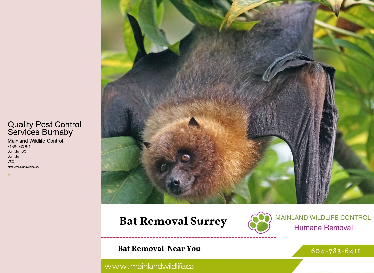 Top-rated Eco-friendly Pest Control Burnaby