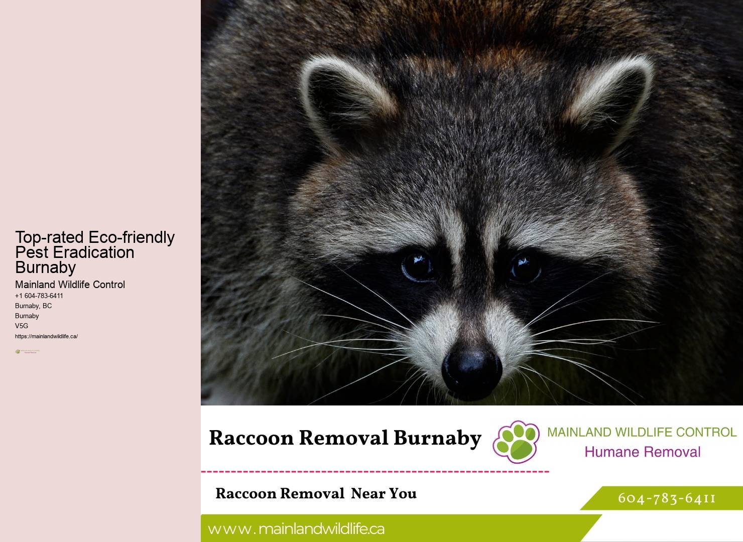 Top-rated Eco-friendly Pest Eradication Burnaby