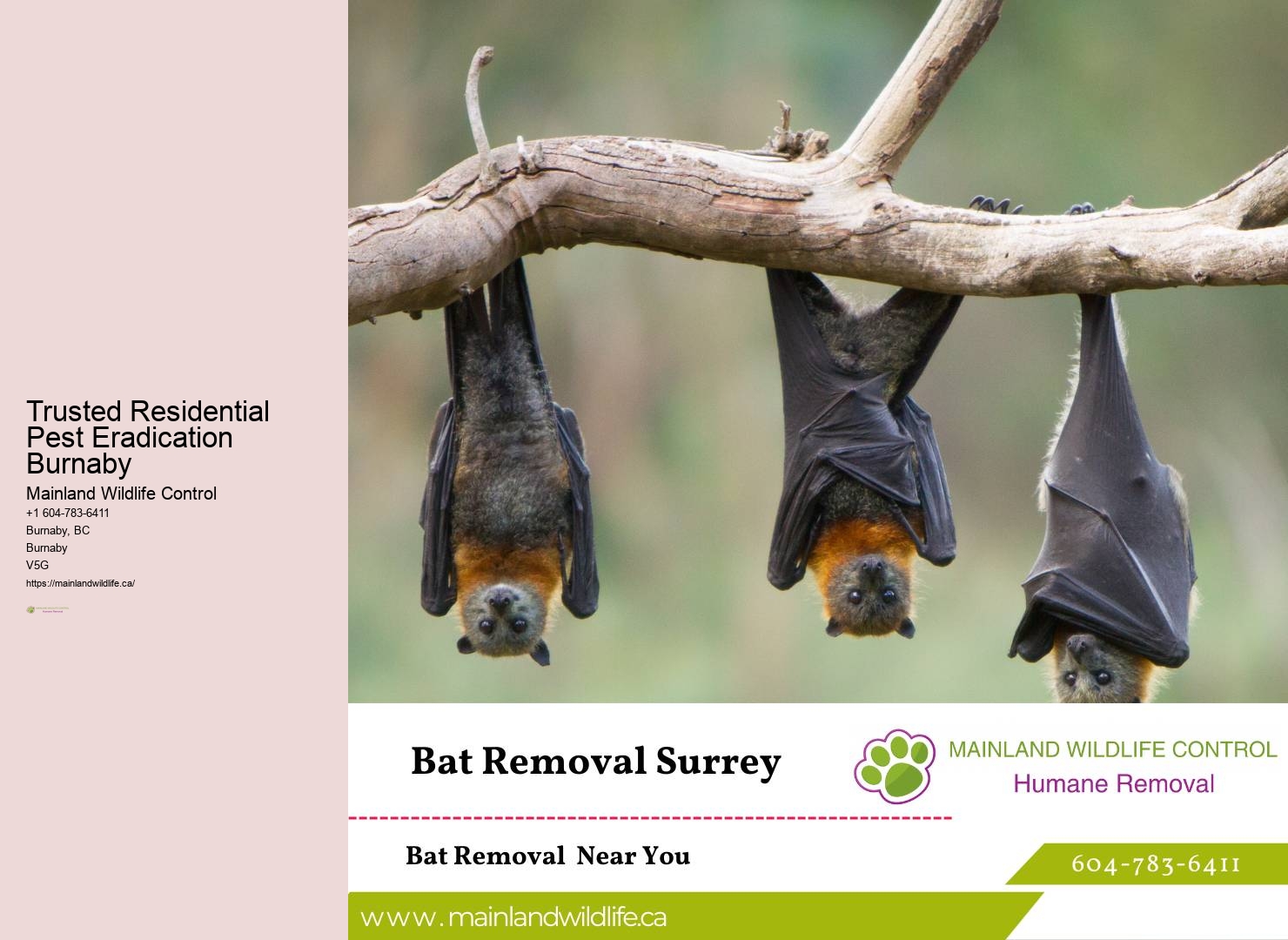High-standard Pest Control Services Burnaby